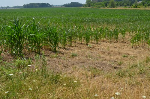 Property photo 12 - 51.5 Acres Offered in 5 tracts, 2 Farm Sites